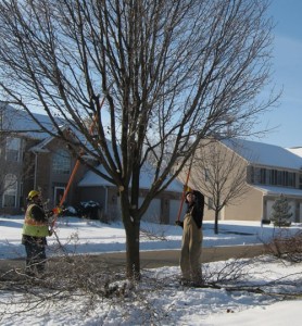 Winter-Tree-Protection