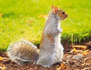 squirrel-invades-garden