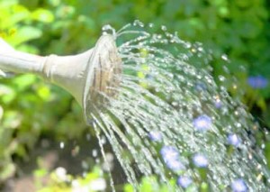 stop-wasting-water-garden