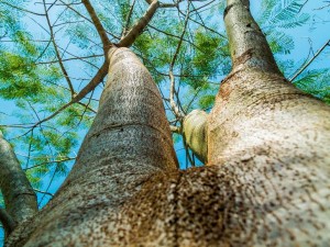 wonderful-tree