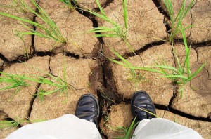 Drought Garden